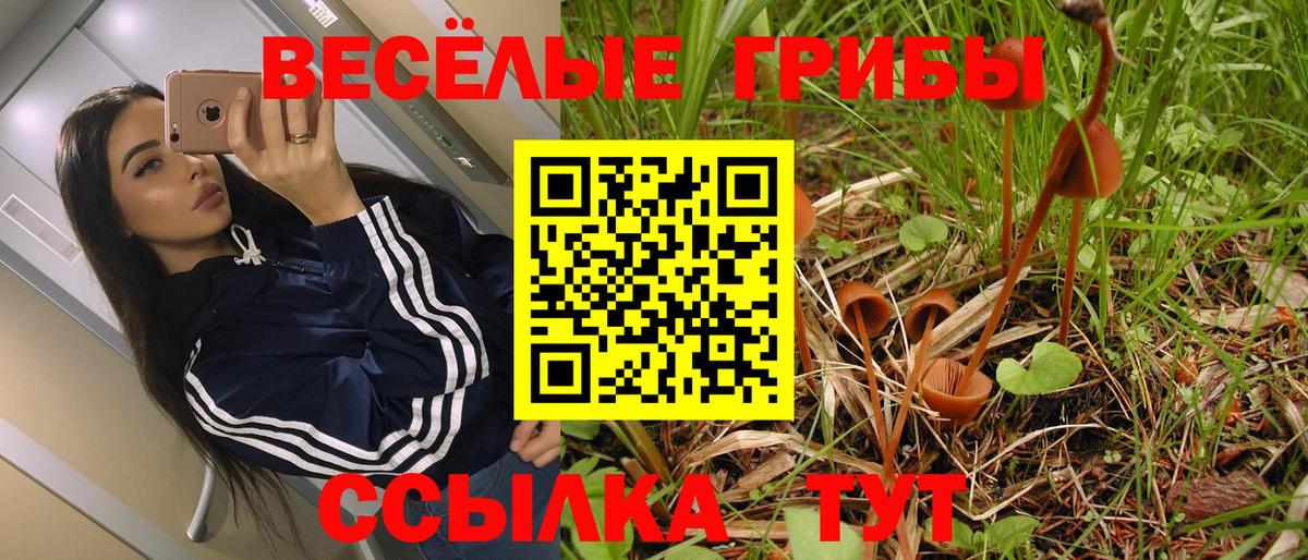 Псилоцибиновые грибы Psilocybe Тверь