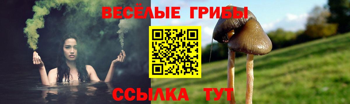 Тверь  Псилоцибиновые грибы прущие грибы  Вход с VPN  Псилоцибиновые грибы Psilocybine cubensis 
